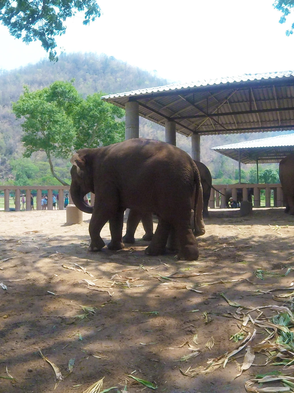 enp, elephant nature park chiang mai, playing with elephants in thailand, elephant abuse in thailand, animal abuse in thailand, riding elephants in thailand, petting tigers in thailand, animal treatment in Thailand