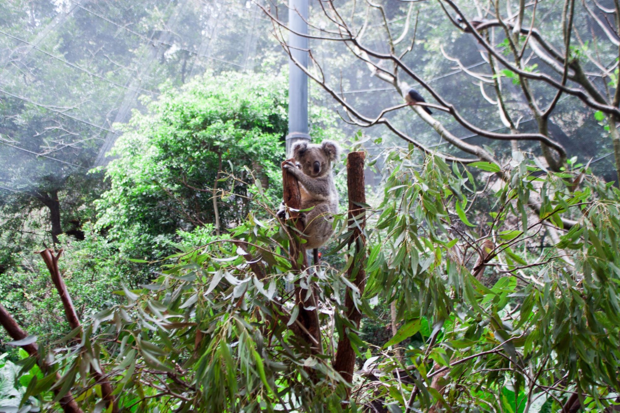 blackbutt reserve, australian wildlife, where to see koalas in Australia, where to see koalas near sydney, where to see kangaroos in australia, where to see kangaroos near Sydney, where to see wallabies in australia, where to see wallabies near Sydney, animals in australia