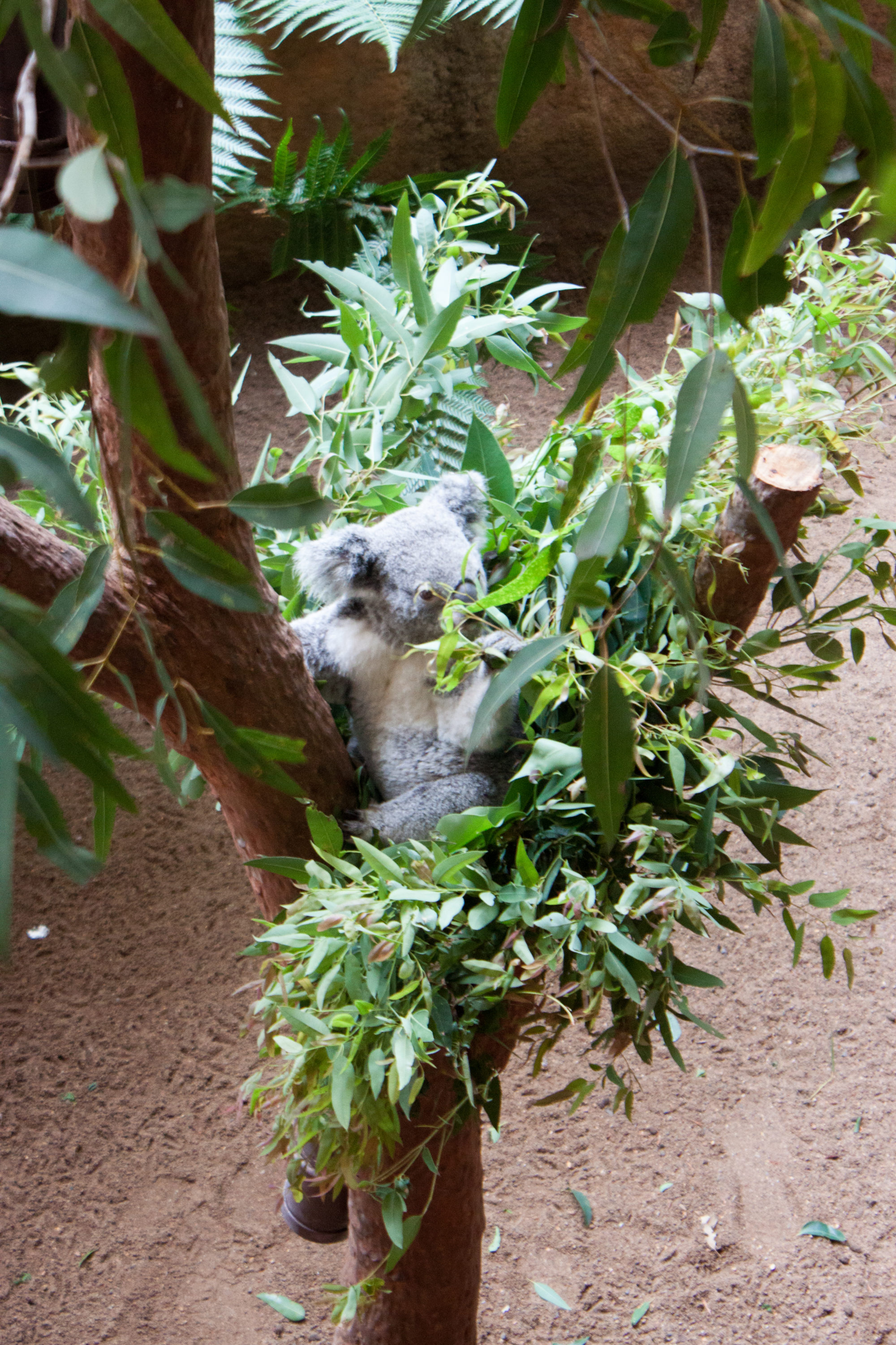 blackbutt reserve, australian wildlife, where to see koalas in Australia, where to see koalas near sydney, where to see kangaroos in australia, where to see kangaroos near Sydney, where to see wallabies in australia, where to see wallabies near Sydney, animals in australia