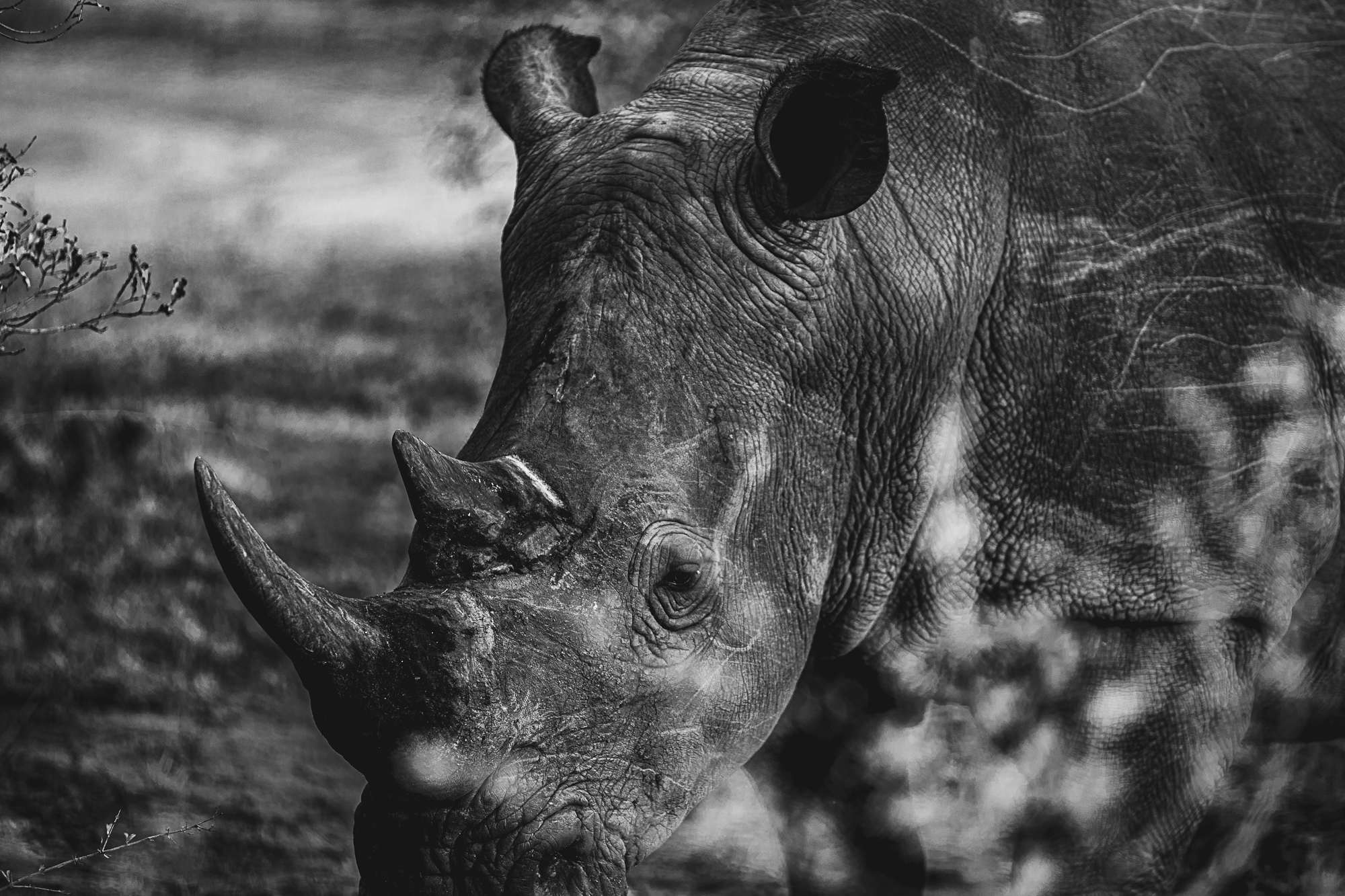 african safari photo diary, the big 5, the big five, african animals, animals on an african safari, south african safari, sabi sands, kruger national park, giraffe, lions, rhinoceros, hippopotamus, zebra, colorful bird, water buffalo, elephants, leopard, kudu, dulini sabi sands, wild dogs, baby monkey, elephant butt